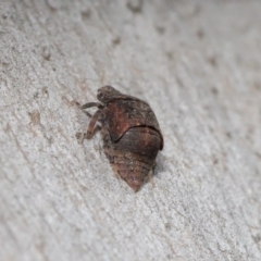 Stenocotis sp. (genus) at Downer, ACT - 4 Sep 2020