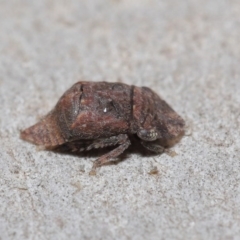 Stenocotis sp. (genus) at Downer, ACT - 4 Sep 2020