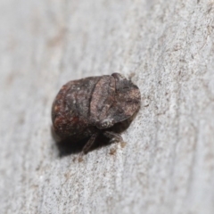 Stenocotis sp. (genus) at Downer, ACT - 4 Sep 2020