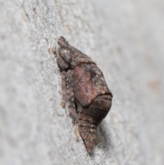 Stenocotis sp. (genus) at Downer, ACT - 4 Sep 2020