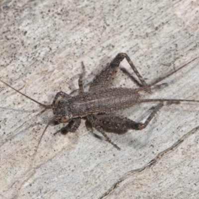 Eurepa marginipennis (Mottled bush cricket) at ANBG - 28 Aug 2020 by TimL