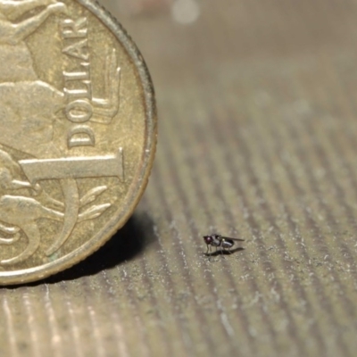 Unverified True fly (Diptera) at Downer, ACT - 4 Sep 2020 by TimL