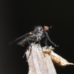 Empididae sp. (family) (Dance fly) at Downer, ACT - 28 Aug 2020 by TimL