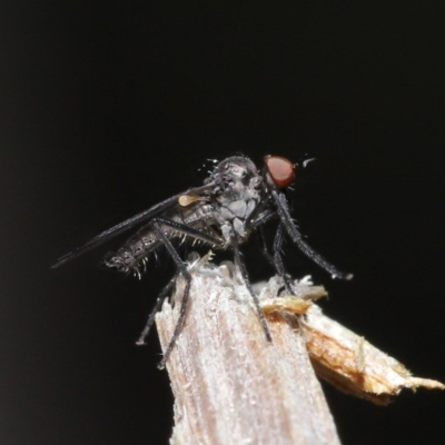 Empididae sp. (family) (Dance fly) at ANBG - 28 Aug 2020 by TimL