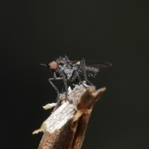 Empididae sp. (family) at Downer, ACT - 28 Aug 2020