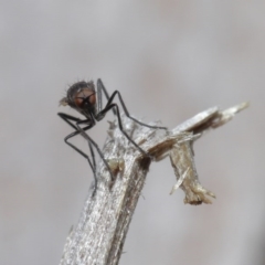 Empididae sp. (family) at Downer, ACT - 28 Aug 2020