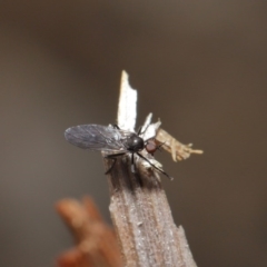 Empididae sp. (family) at Downer, ACT - 28 Aug 2020