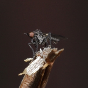 Empididae sp. (family) at Downer, ACT - 28 Aug 2020