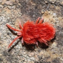 Trombidiidae (family) (Red velvet mite) at Acton, ACT - 4 Sep 2020 by TimL