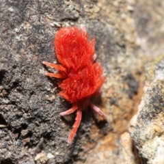 Trombidiidae (family) at Acton, ACT - 4 Sep 2020