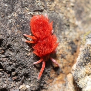 Trombidiidae (family) at Acton, ACT - 4 Sep 2020