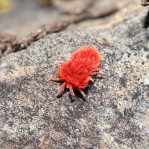 Trombidiidae (family) at Acton, ACT - 4 Sep 2020