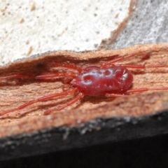 Rainbowia sp. (genus) (A mite) at Downer, ACT - 4 Sep 2020 by TimL