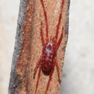 Rainbowia sp. (genus) at Downer, ACT - 4 Sep 2020
