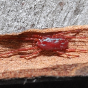 Rainbowia sp. (genus) at Downer, ACT - 4 Sep 2020