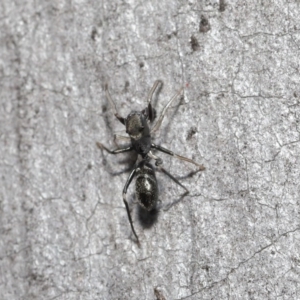 Myrmarachne erythrocephala at Downer, ACT - 4 Sep 2020