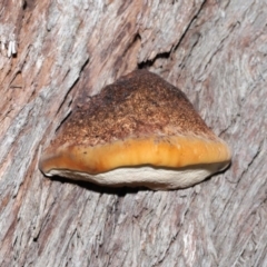 zz Polypore (shelf/hoof-like) at ANBG - 4 Sep 2020 by Tim L