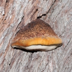 zz Polypore (shelf/hoof-like) at Acton, ACT - 4 Sep 2020 by Tim L