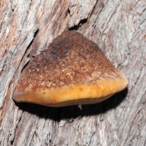 zz Polypore (shelf/hoof-like) at Acton, ACT - 4 Sep 2020