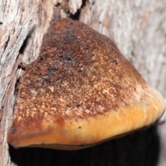 zz Polypore (shelf/hoof-like) at Acton, ACT - 4 Sep 2020