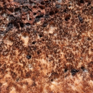 zz Polypore (shelf/hoof-like) at Acton, ACT - 4 Sep 2020 12:34 PM