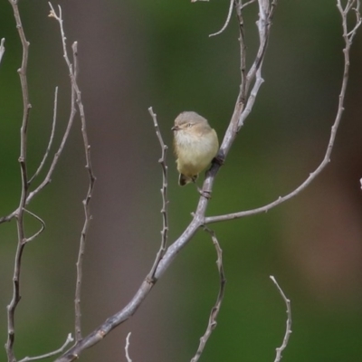 Smicrornis brevirostris (Weebill) at Wodonga, VIC - 5 Sep 2020 by KylieWaldon