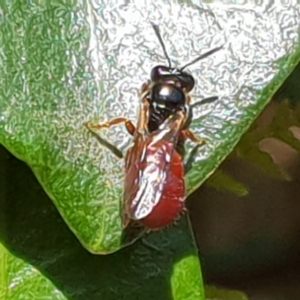 Exoneura sp. (genus) at Bega, NSW - 5 Sep 2020 12:32 PM