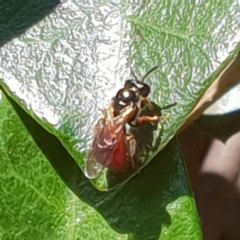 Exoneura sp. (genus) at Bega, NSW - 5 Sep 2020 12:32 PM