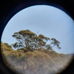 Circus assimilis at Namadgi National Park - 31 Aug 2020 by Sherwood