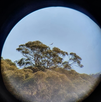 Circus assimilis at Namadgi National Park - 31 Aug 2020 by Sherwood