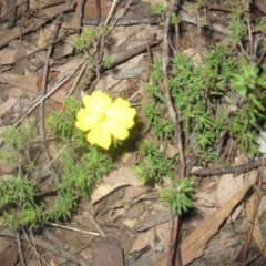 Hibbertia sp. (Guinea Flower) at Aranda Bushland - 5 Sep 2020 by dwise