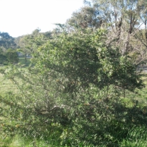 Pyracantha angustifolia at Cook, ACT - 5 Sep 2020