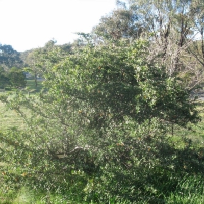 Pyracantha angustifolia (Firethorn, Orange Firethorn) at Cook, ACT - 5 Sep 2020 by dwise