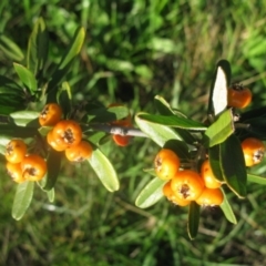 Pyracantha angustifolia at Cook, ACT - 5 Sep 2020