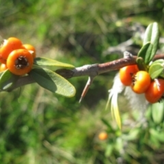 Pyracantha angustifolia at Cook, ACT - 5 Sep 2020 03:47 PM