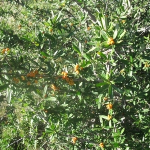 Pyracantha angustifolia at Cook, ACT - 5 Sep 2020