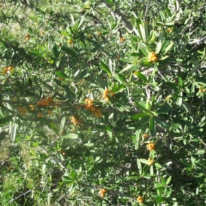 Pyracantha angustifolia at Cook, ACT - 5 Sep 2020 03:47 PM