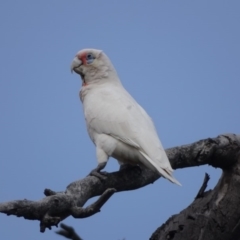 Cacatua tenuirostris (Long-billed Corella) at O'Malley, ACT - 2 Sep 2020 by Mike