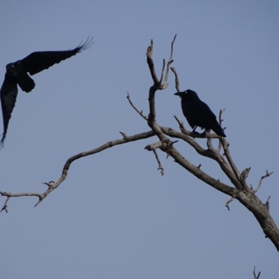 Corvus coronoides (Australian Raven) at Mount Mugga Mugga - 5 Sep 2020 by Mike