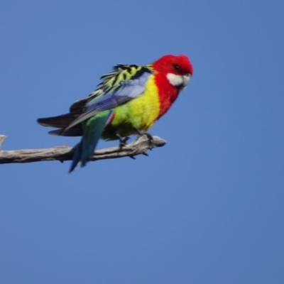 Platycercus eximius (Eastern Rosella) at O'Malley, ACT - 6 Sep 2020 by Mike