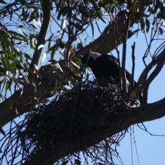 Gymnorhina tibicen (Australian Magpie) at O'Malley, ACT - 6 Sep 2020 by Mike