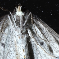 Nearcha aridaria (An Oenochromine moth) at Ainslie, ACT - 3 Sep 2020 by jbromilow50