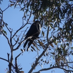 Callocephalon fimbriatum (Gang-gang Cockatoo) at GG126 - 5 Sep 2020 by Mike