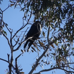 Callocephalon fimbriatum at O'Malley, ACT - suppressed