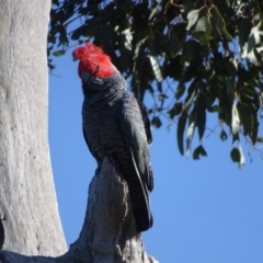 Callocephalon fimbriatum at O'Malley, ACT - suppressed