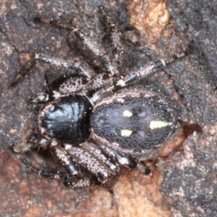 Tharpyna campestrata (Country Crab Spider) at Mount Ainslie - 4 Sep 2020 by jbromilow50