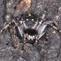 Tharpyna campestrata at Majura, ACT - 4 Sep 2020 05:09 PM