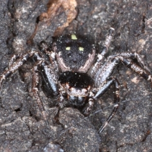 Tharpyna campestrata at Majura, ACT - 4 Sep 2020 05:09 PM