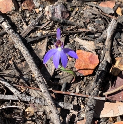 Cyanicula caerulea (Blue Fingers, Blue Fairies) at Bruce, ACT - 5 Sep 2020 by JVR