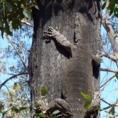 Varanus varius (Lace Monitor) at Biamanga National Park - 5 Sep 2020 by Jackie Lambert